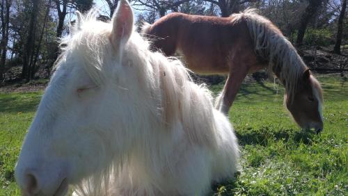 a white horse and a brown horse in a field at Agriturismo Casa del Vento in San Presto