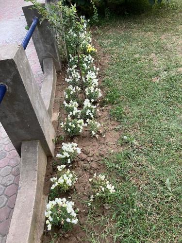 a garden with white flowers next to a bench at The Citadel in Srinagar