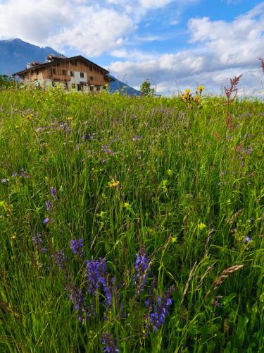 a field of grass with a house in the background at Appartamento Ciclamino in Andalo