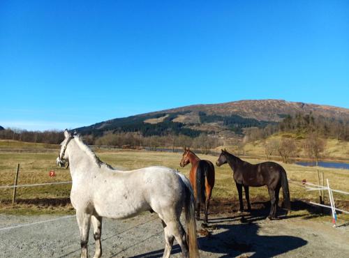 a group of horses standing on the side of a road at Nesvika nature reserve Apartment only 20 min away from Bergen in Bergen