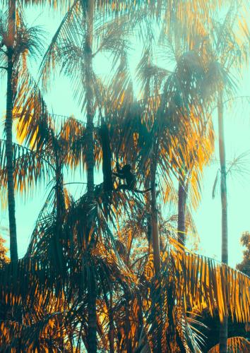 a group of palm trees with the sun shining on them at SR Farm Hotel in Brotas