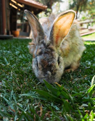 a small rabbit is eating grass in the grass at SR Farm Hotel in Brotas
