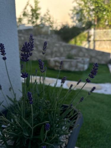 a bunch of purple flowers in a flower pot at Villa Poljana in Mali Lošinj