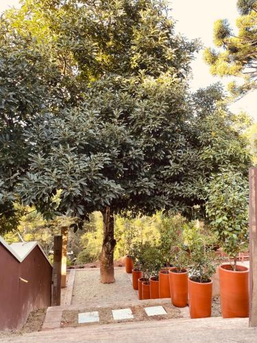 a group of orange potted plants sitting under a tree at Pousada Cantinho da Serra in Campos do Jordão