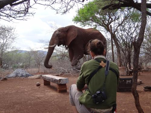 een vrouw kijkt naar een olifant met zijn koffer bij White Elephant Safaris in Pongola Game Reserve
