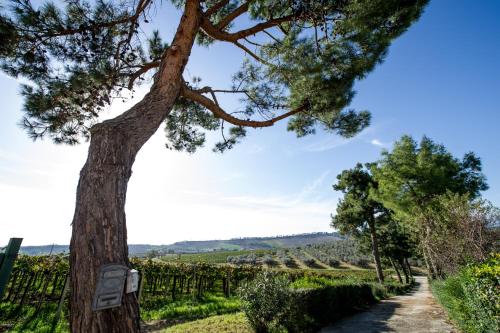 a tree in a vineyard with a dirt road at Masseria del Vino in Loreto Aprutino