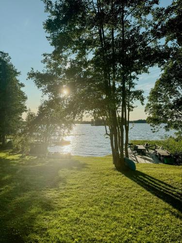 a tree in the grass next to a body of water at Modern Mini-Villa With Lake View On Bryggholmen in Enköping