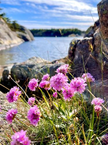 a bunch of pink flowers in front of a body of water at Irresistible Cabin Gem In Hvaler in Hauge