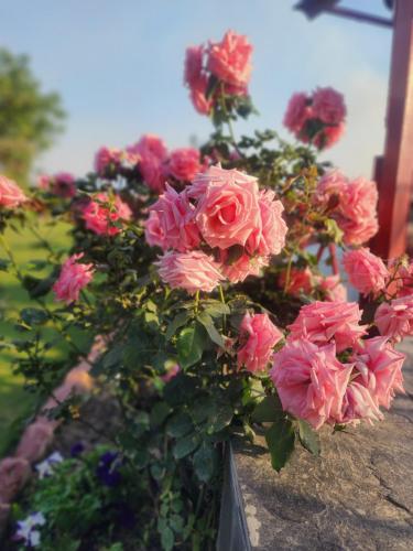a bunch of pink flowers sitting on a wall at The Chalets Naldehra in Shimla