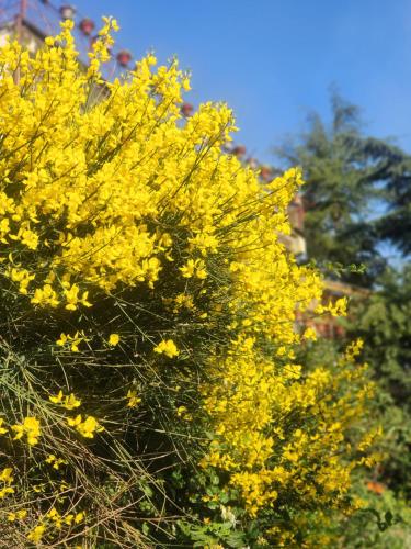 a bunch of yellow flowers on a bush at The Chalets Naldehra in Shimla