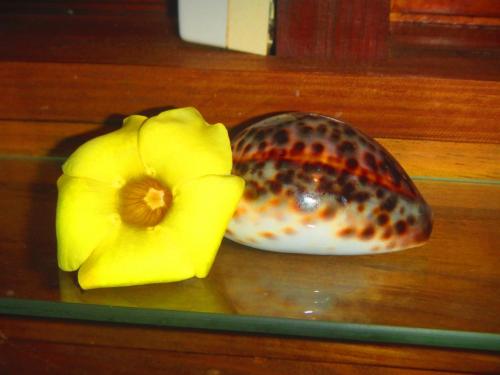 a yellow flower sitting next to a seashell at Poétitude in Bourail
