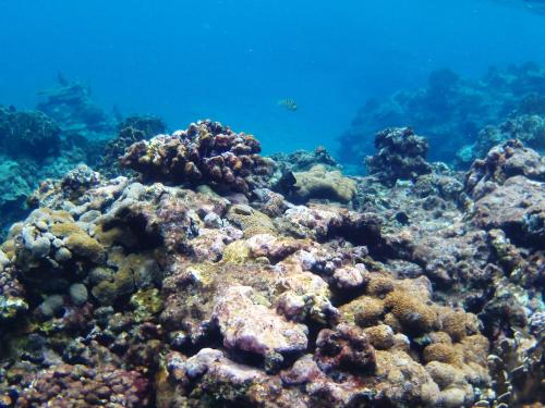 a coral reef with water in the background at 藍嶼休閒民宿 in Lanyu