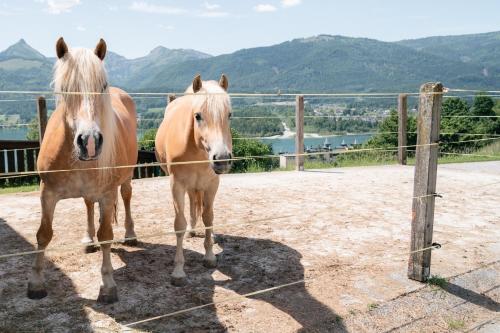 two horses are standing next to a fence at Altroiterhof in St. Wolfgang