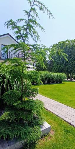 a pine tree in a park next to a sidewalk at Apartamenty Lumax in Gryfice