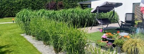 a garden with tall grass and a chair and some plants at Apartamenty Lumax in Gryfice