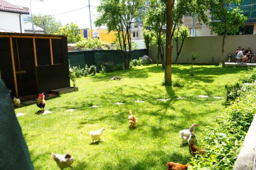 a group of chickens walking around in the grass at Hotel AKSU in Bucharest