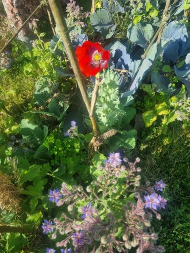 Jardín al aire libre en Gee is Sharing her home