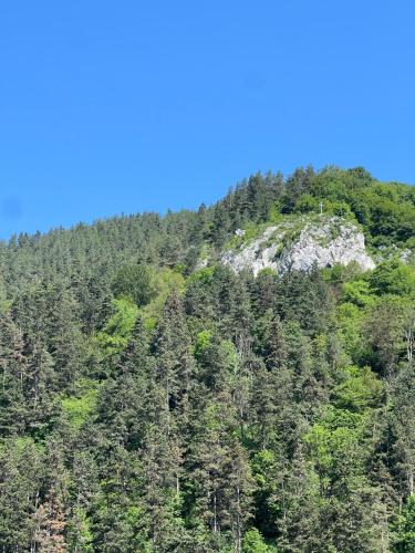 a mountain covered in trees with a blue sky at Pensiunea Carina in Bran
