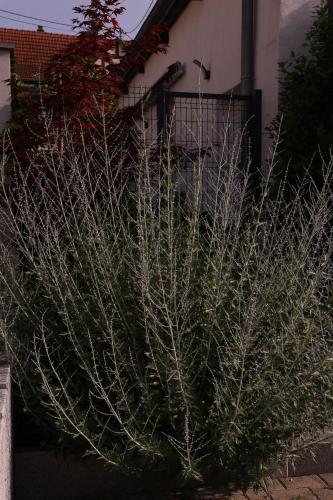 a large plant in front of a building at Chez Marie in Rosheim