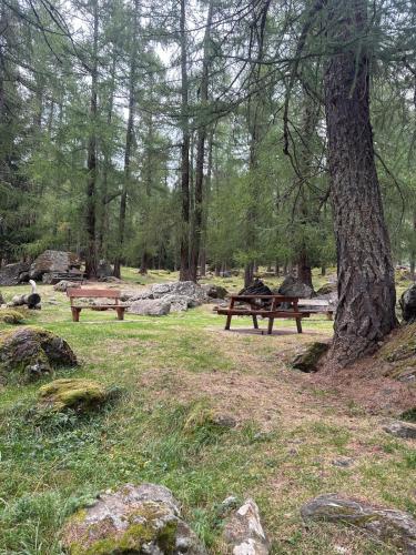 two picnic tables in a park with a tree at Dimaro-Folgarida Apartment in Monclassico