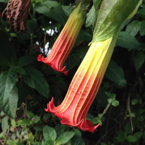 a close up of a flower on a plant at Cabañas Armonía y Jardín de Orquídeas in Mindo