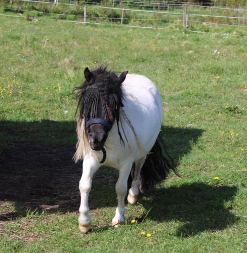 a black and white horse walking in a field at Apartment Gasstorp Wifi in Hova