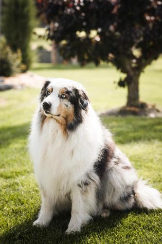 a brown and white dog sitting in the grass at Hotel Nussbaumerhof *** in Rodengo
