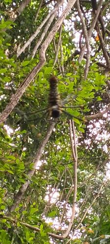 a bird perched on top of a tree at Ratanakiri Farmhouse & Trekking in Banlung