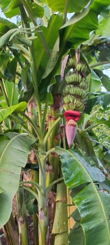 Ratanakiri Farmhouse & Trekking