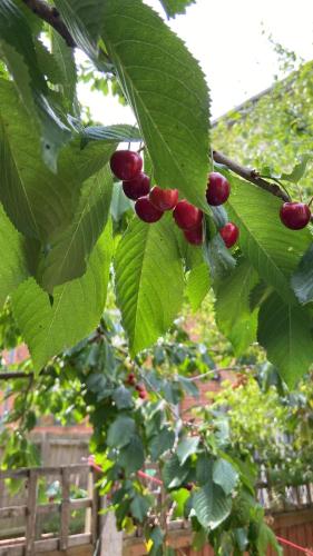 a bunch of red berries hanging from a tree at Langham Lake House in Simpson