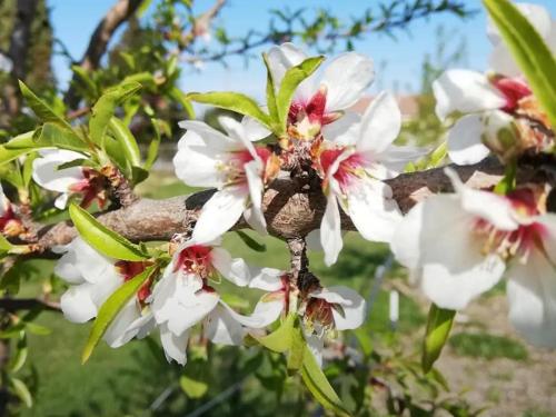 Les Amandiers - 5 km de la plage