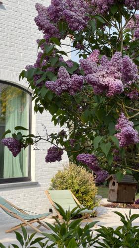 a tree with purple flowers next to a building at House W - North Sea Stays in De Haan