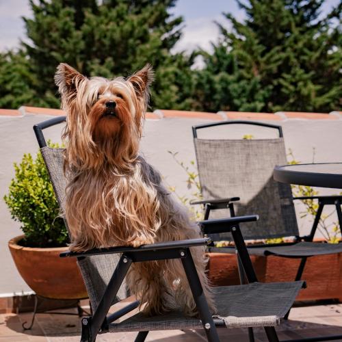 a dog sitting in a chair on a patio at Na Hotel in San Cristóbal de Las Casas