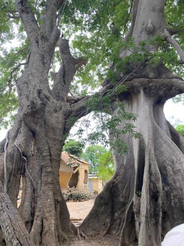 a large uprooting tree with a house in the background at Jamebougoum in Mar Lodj