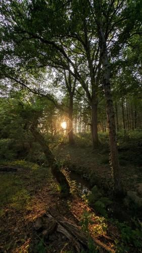 a sunset in a forest with trees and a creek at cabane ô domaine södjé in Saint-Yrieix-sous-Aixe