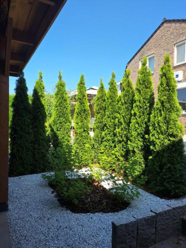 a row of pine trees in front of a building at Ut Hófke in Stein