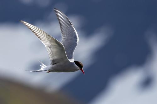 a white bird is flying in the sky at The Sigló House in Siglufjörður