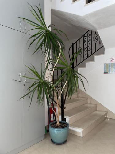 a palm tree in a blue pot next to a staircase at Apartments Villa More in Makarska