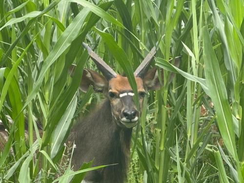 a gazelle is standing in the tall grass at Welgedacht Lodge in Cullinan