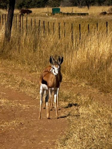 a gazelle standing on a dirt road at Welgedacht Lodge in Cullinan
