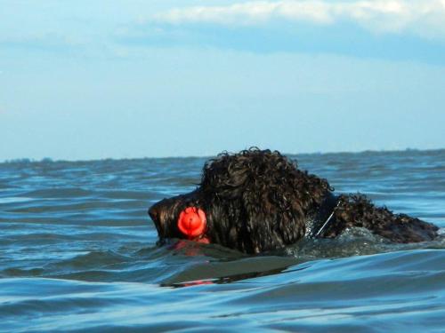 a dog in the water with a frisbee in its mouth at Villa Rosenhof in Norderney