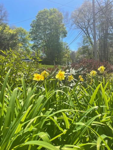 a field of yellow flowers in a park at Convenient & Cozy Stay Near Boston in Andover