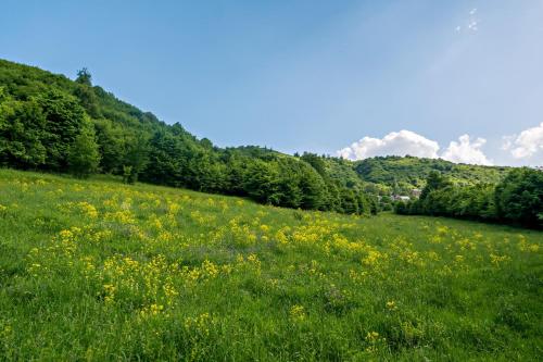 a field of yellow flowers in a green field at DilijanInn Hotel and Restaurant in Dilijan