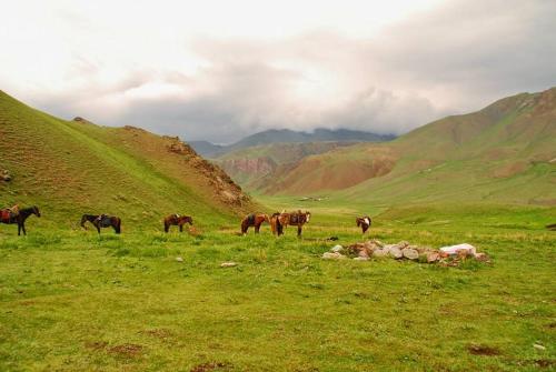 a herd of horses grazing in a grassy field at Guest House Nur in Kochkor