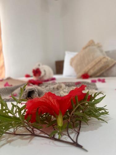 a red flower sitting on top of a table at Karanga Bungalows in Michamvi