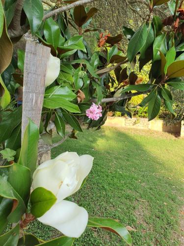 Taman di luar Hotel Garden