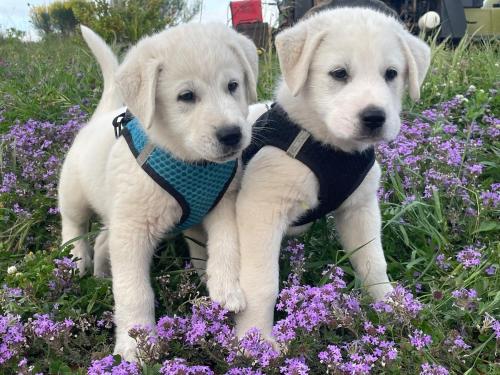 two white puppies standing in a field of flowers at Azienda agricola Panorama in Massa Marittima