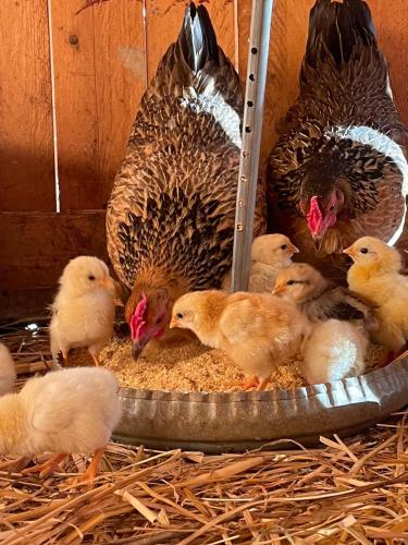 a group of chickens eating food from a feeding wheel at Azienda agricola Panorama in Massa Marittima