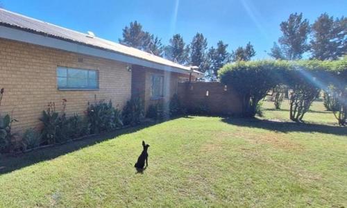a black rabbit standing in a yard next to a house at AT Ronnies in Vanderbijlpark