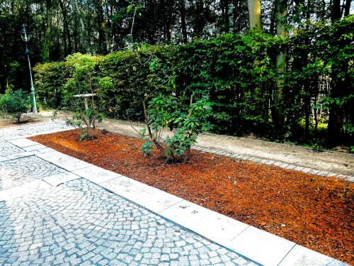 a garden with two plants on a brick sidewalk at Luxury Villa Schaffen with a private gym in Diest